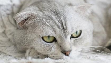 开云体育下载网址：开启极致赛事体验的新入口